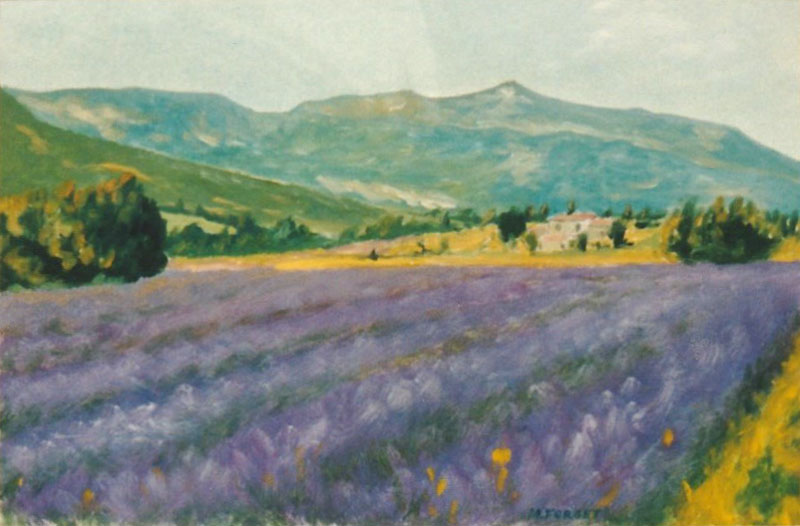 Lavandes à la Roche Saint-Secret